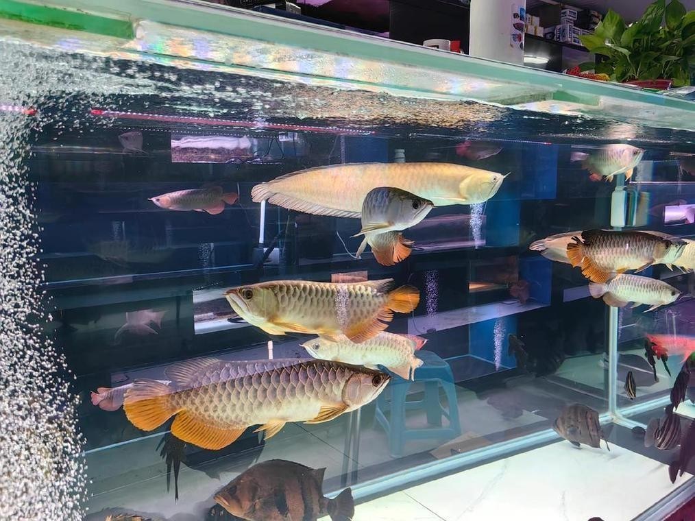 長城杯孔雀魚2025
