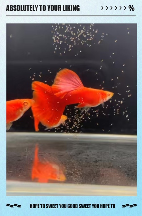 長城杯孔雀魚2025