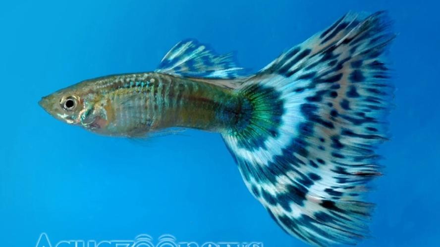 長城杯孔雀魚2025