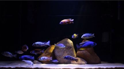 養(yǎng)龍魚(yú)魚(yú)缸背景圖選擇：養(yǎng)龍魚(yú)不僅需要注意魚(yú)缸的尺寸和光照條件，還能提升觀賞效果