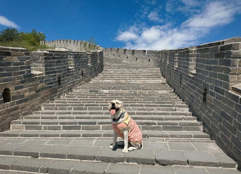 長城可以帶寵物進去嗎