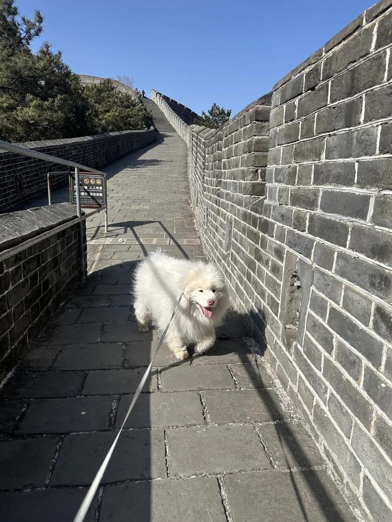長城可以帶寵物進去嗎