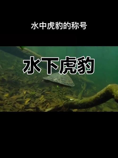 長的像龍魚的小型魚是什么魚圖片