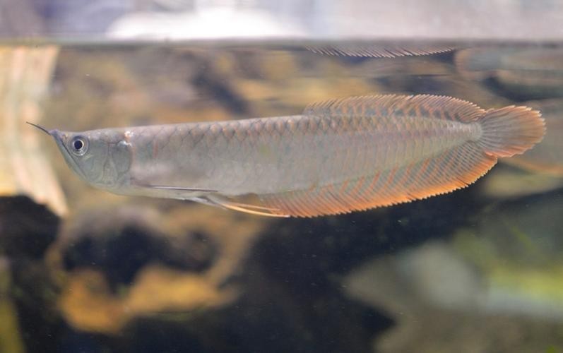 長的像龍魚的小型魚是什么魚圖片