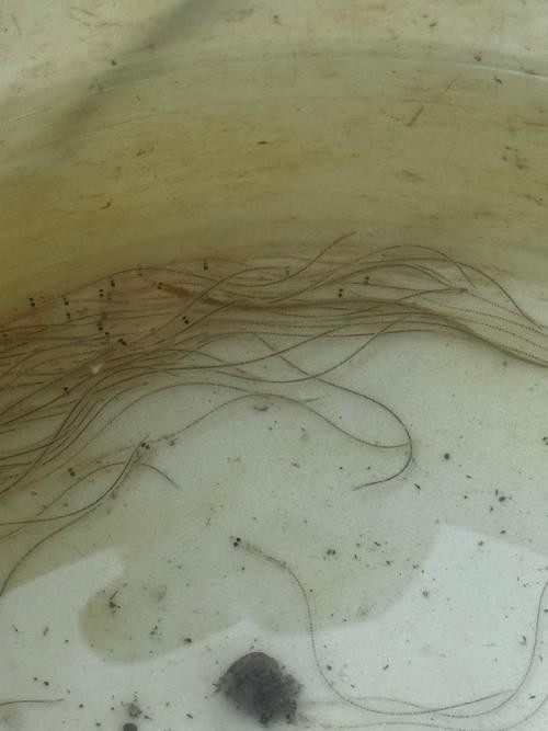 長的像龍魚的小型魚是什么魚圖片