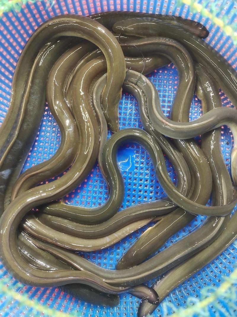長的像龍魚的小型魚是什么魚圖片
