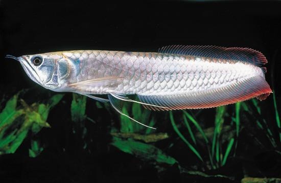 長的像龍魚的小型魚是什么魚圖片