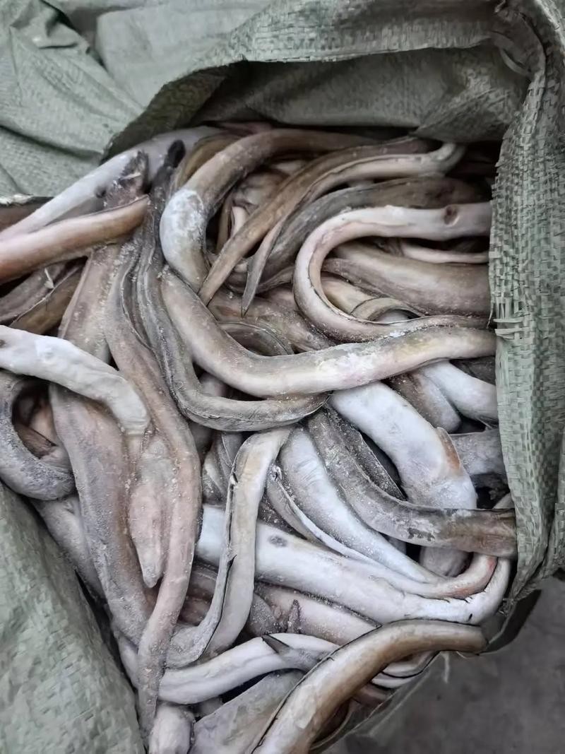 長的像龍魚的小型魚是什么魚圖片