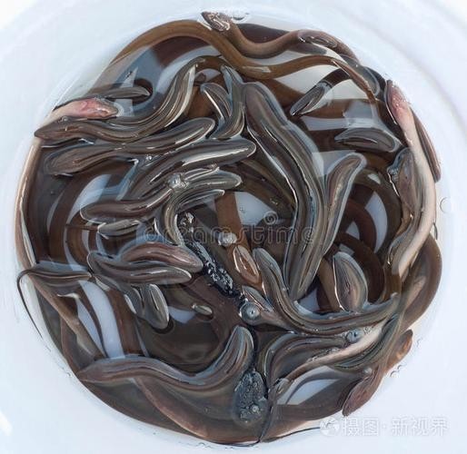 長的像龍魚的小型魚是什么魚圖片