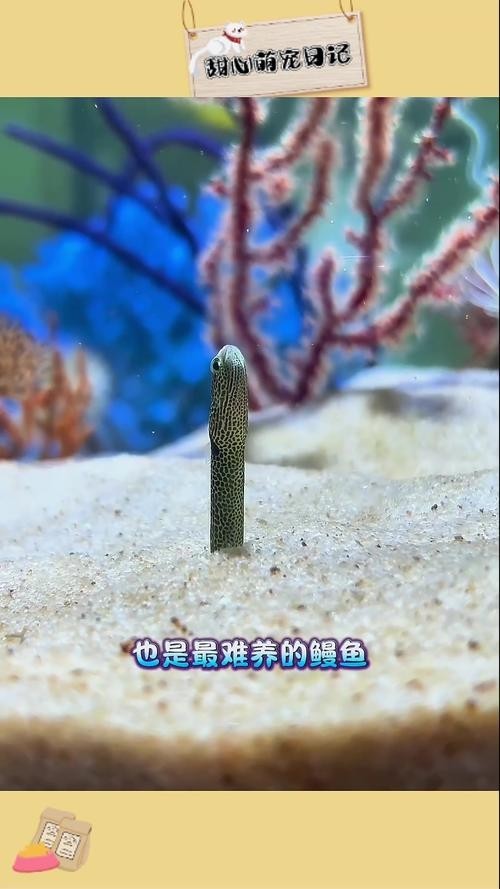 長的像龍魚的小型魚是什么魚圖片