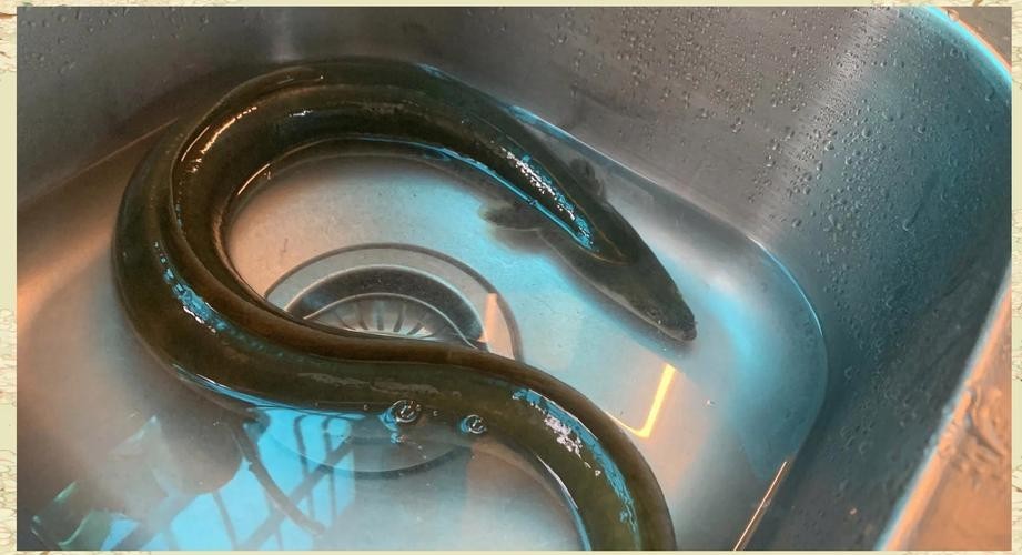 長的像龍魚的小型魚是什么魚圖片