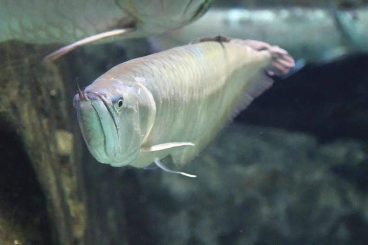 長的像龍魚的小型魚是什么魚圖片
