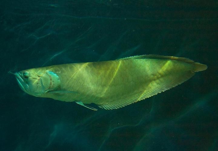 長的像龍魚的小型魚是什么魚圖片