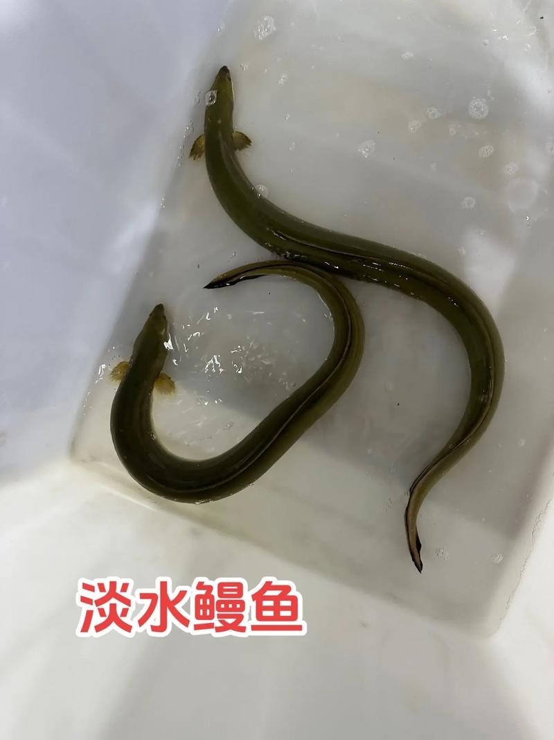 長的像龍魚的小型魚是什么魚圖片