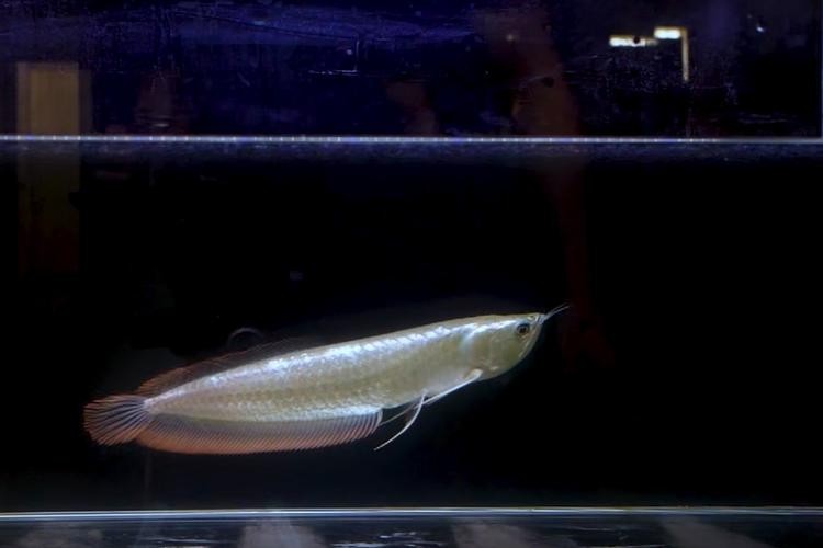 長的像龍魚的小型魚是什么魚圖片