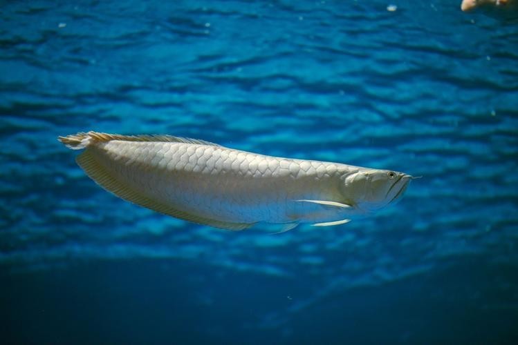 長的像龍魚的小型魚是什么魚圖片