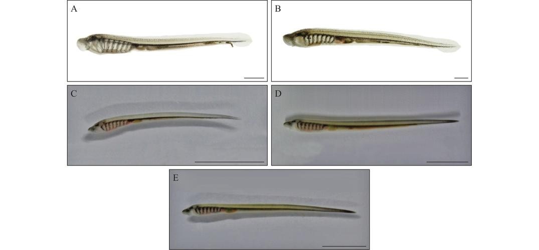 長的像龍魚的小型魚是什么魚圖片