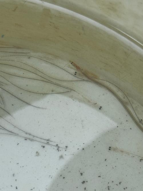 長的像龍魚的小型魚是什么魚圖片