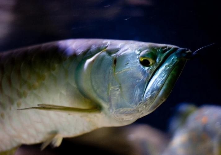 長的像龍魚的小型魚是什么魚圖片