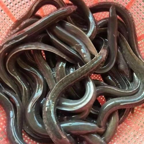 長的像龍魚的小型魚是什么魚圖片