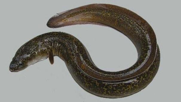 長的像龍魚的小型魚是什么魚圖片