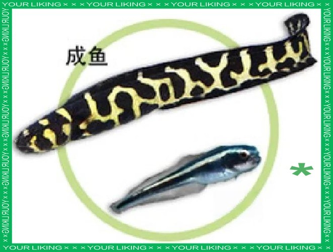 長的像龍魚的小型魚是什么魚圖片