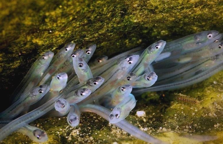 長的像龍魚的小型魚是什么魚圖片
