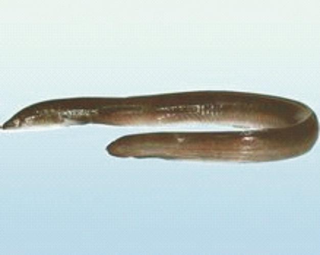長的像龍魚的小型魚是什么魚圖片