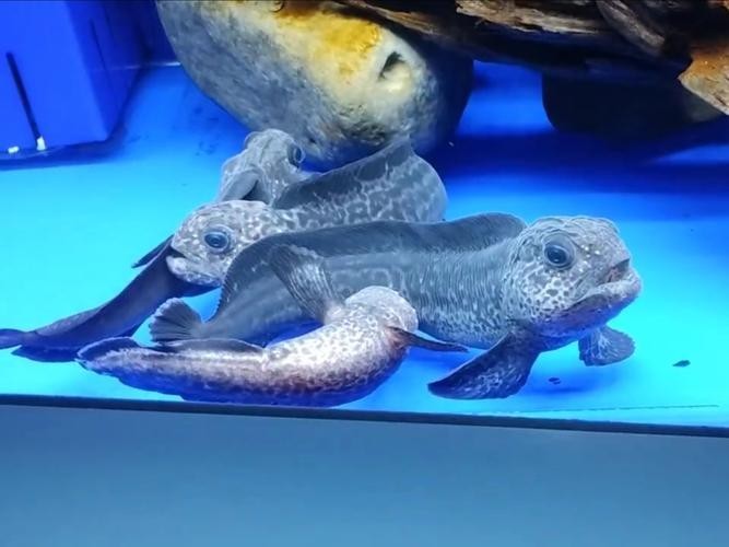 長的像龍魚的小型魚是什么魚圖片
