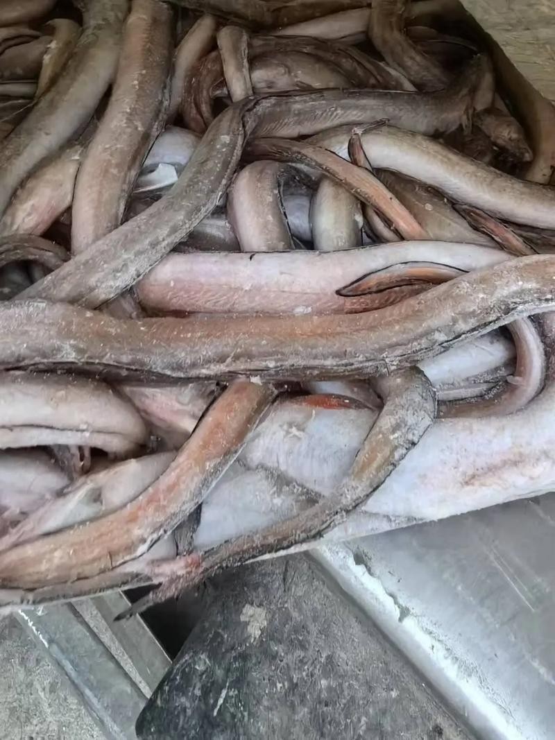 長的像龍魚的小型魚是什么魚圖片