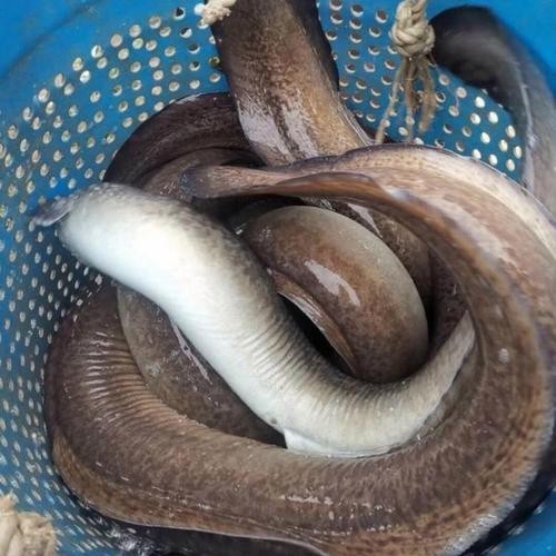長的像龍魚的小型魚是什么魚圖片