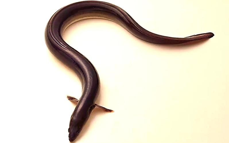長的像龍魚的小型魚是什么魚圖片