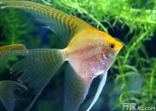 100種魚寶圖片