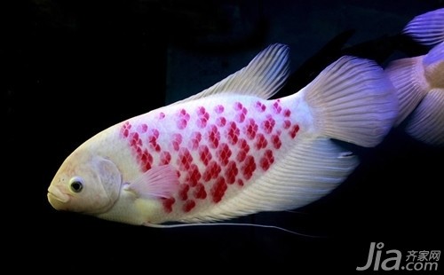 100種魚寶圖片