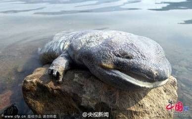 像龍的白色有四肢的魚：像龍的白色有四肢的魚是什么魚