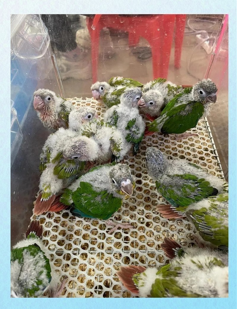 芳村龍魚批發市場的營業時間