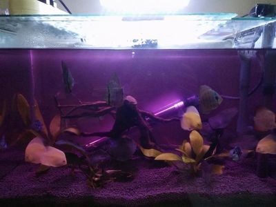 夜間魚(yú)缸照明對(duì)魚(yú)的影響：夜間照明對(duì)魚(yú)的影響