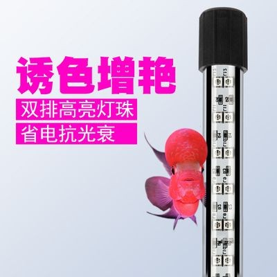 夜間魚(yú)缸照明對(duì)魚(yú)的影響：夜間照明對(duì)魚(yú)的影響