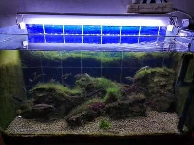 夜間魚(yú)缸照明對(duì)魚(yú)的影響：夜間照明對(duì)魚(yú)的影響