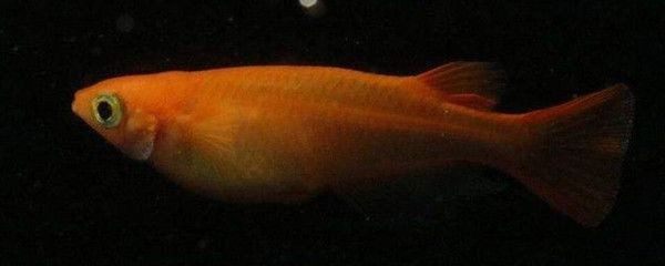 夜間魚(yú)缸照明對(duì)魚(yú)的影響：夜間照明對(duì)魚(yú)的影響
