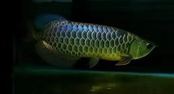 魚缸背景顏色的選擇：水草缸選擇背景顏色的影響因素