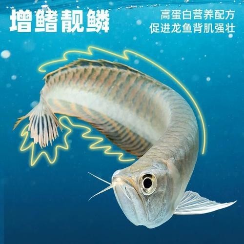 給我推薦一些紅龍魚飼料品牌 給我推薦一些紅龍魚飼料品牌 2025長(zhǎng)城杯龍魚大賽 第4張