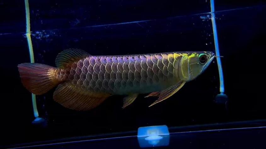 藍(lán)色的龍魚多少錢一條圖片