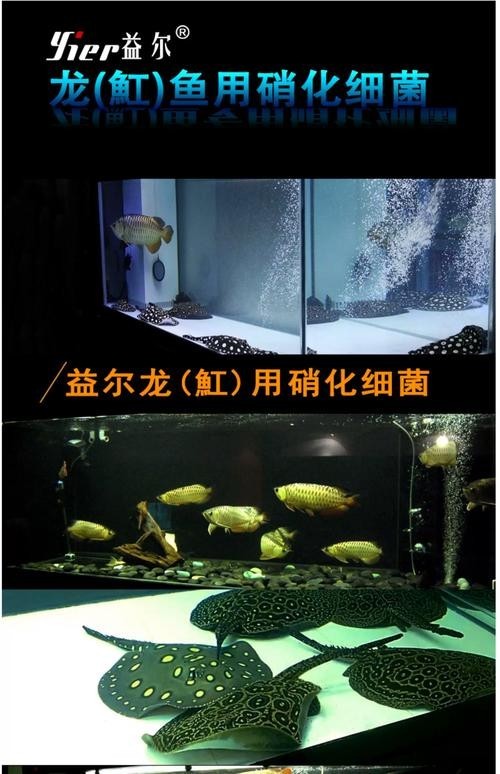 龍魚專用硝化細(xì)菌有哪些推薦？