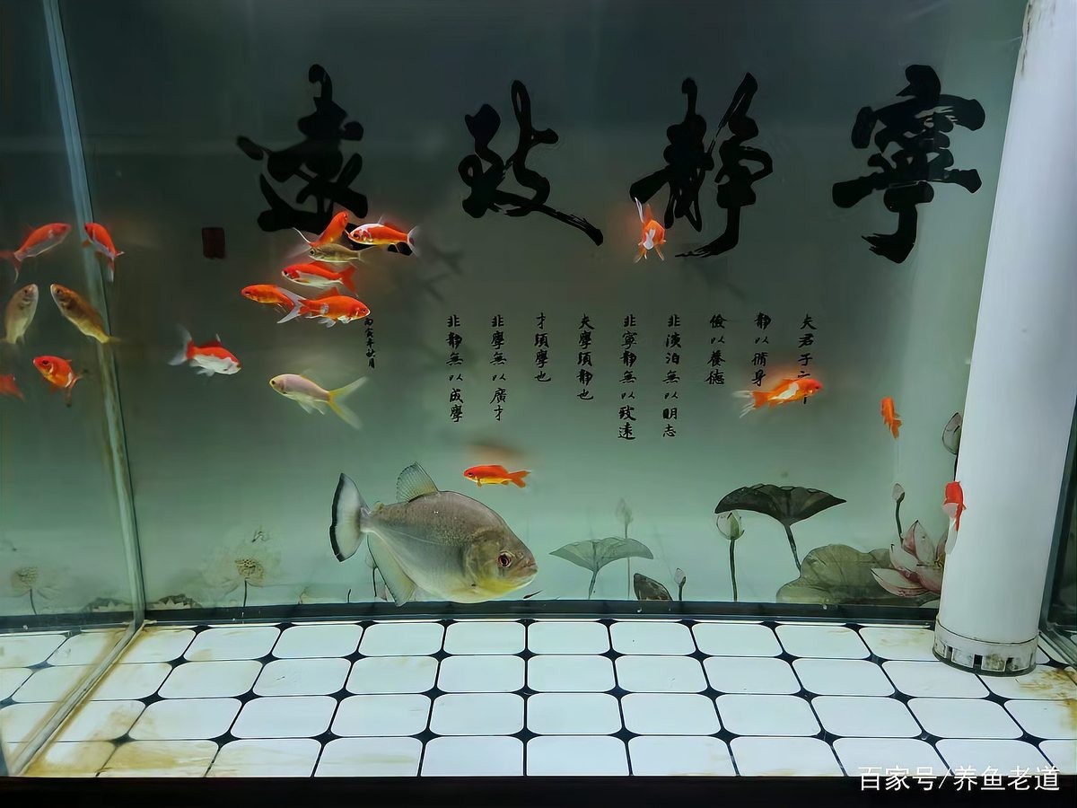 雷龍魚腸炎治療期間需要升溫嗎？ 雷龍魚腸炎治療期間需要升溫嗎？ 龍魚百科 第1張