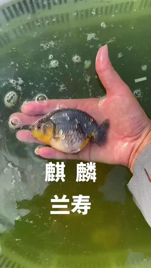 麒麟蘭壽金魚的價(jià)格是多少? 2025長(zhǎng)城杯龍魚大賽 第4張 麒麟蘭壽金魚的價(jià)格是多少? 麒麟蘭壽金魚的價(jià)格是多少? 2025長(zhǎng)城杯龍魚大賽 第4張