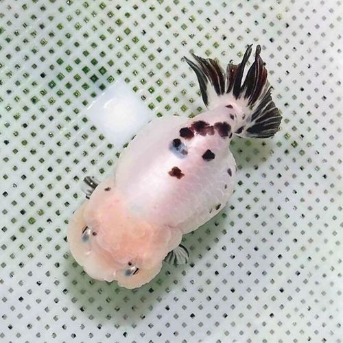 麒麟蘭壽金魚的價(jià)格是多少? 2025長(zhǎng)城杯龍魚大賽 第8張 麒麟蘭壽金魚的價(jià)格是多少? 麒麟蘭壽金魚的價(jià)格是多少? 2025長(zhǎng)城杯龍魚大賽 第8張