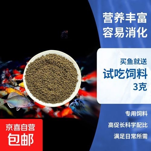 麒麟蘭壽金魚的價(jià)格是多少? 2025長(zhǎng)城杯龍魚大賽 第7張 麒麟蘭壽金魚的價(jià)格是多少? 麒麟蘭壽金魚的價(jià)格是多少? 2025長(zhǎng)城杯龍魚大賽 第7張