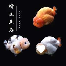 麒麟蘭壽金魚的價(jià)格是多少? 2025長(zhǎng)城杯龍魚大賽 第13張 麒麟蘭壽金魚的價(jià)格是多少? 麒麟蘭壽金魚的價(jià)格是多少? 2025長(zhǎng)城杯龍魚大賽 第13張