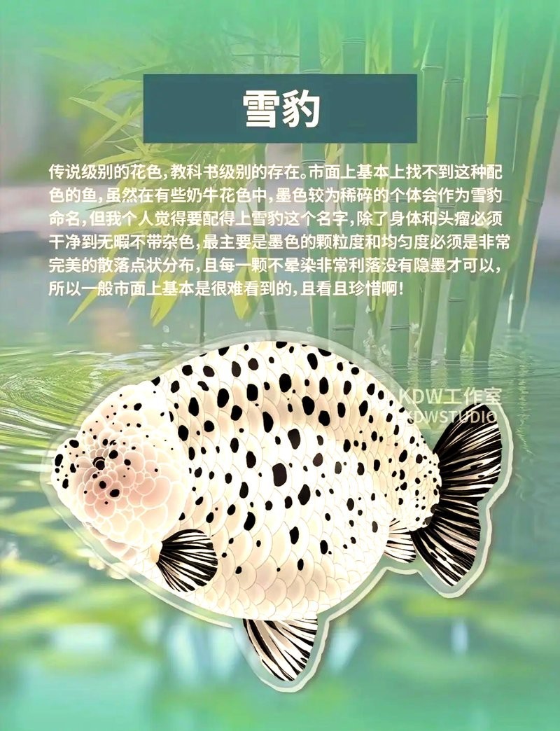 麒麟蘭壽金魚的價(jià)格是多少? 2025長(zhǎng)城杯龍魚大賽 第10張 麒麟蘭壽金魚的價(jià)格是多少? 麒麟蘭壽金魚的價(jià)格是多少? 2025長(zhǎng)城杯龍魚大賽 第10張